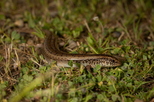 Image of Chalcides ocellatus tiligugu (Gmelin 1789)