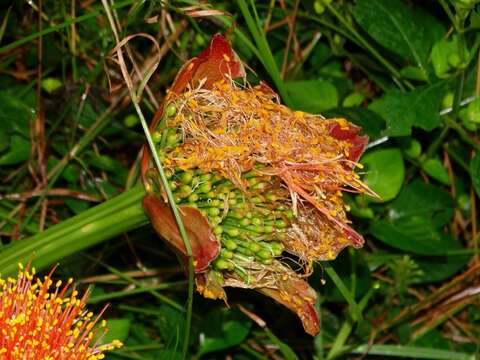 Image of Scadoxus puniceus (L.) Friis & Nordal