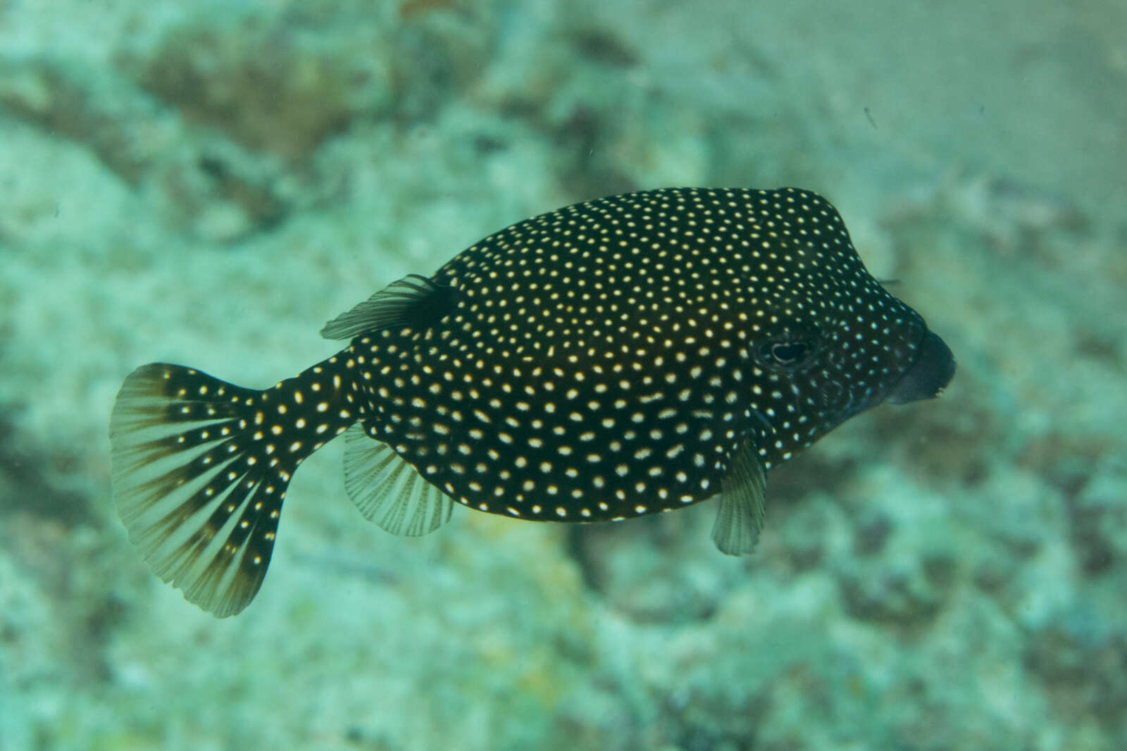 Image of Spotted boxfish