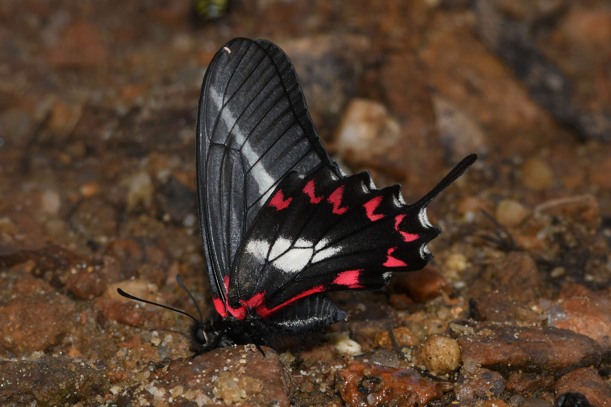 Image of Mimoides lysithous (Hübner (1821))