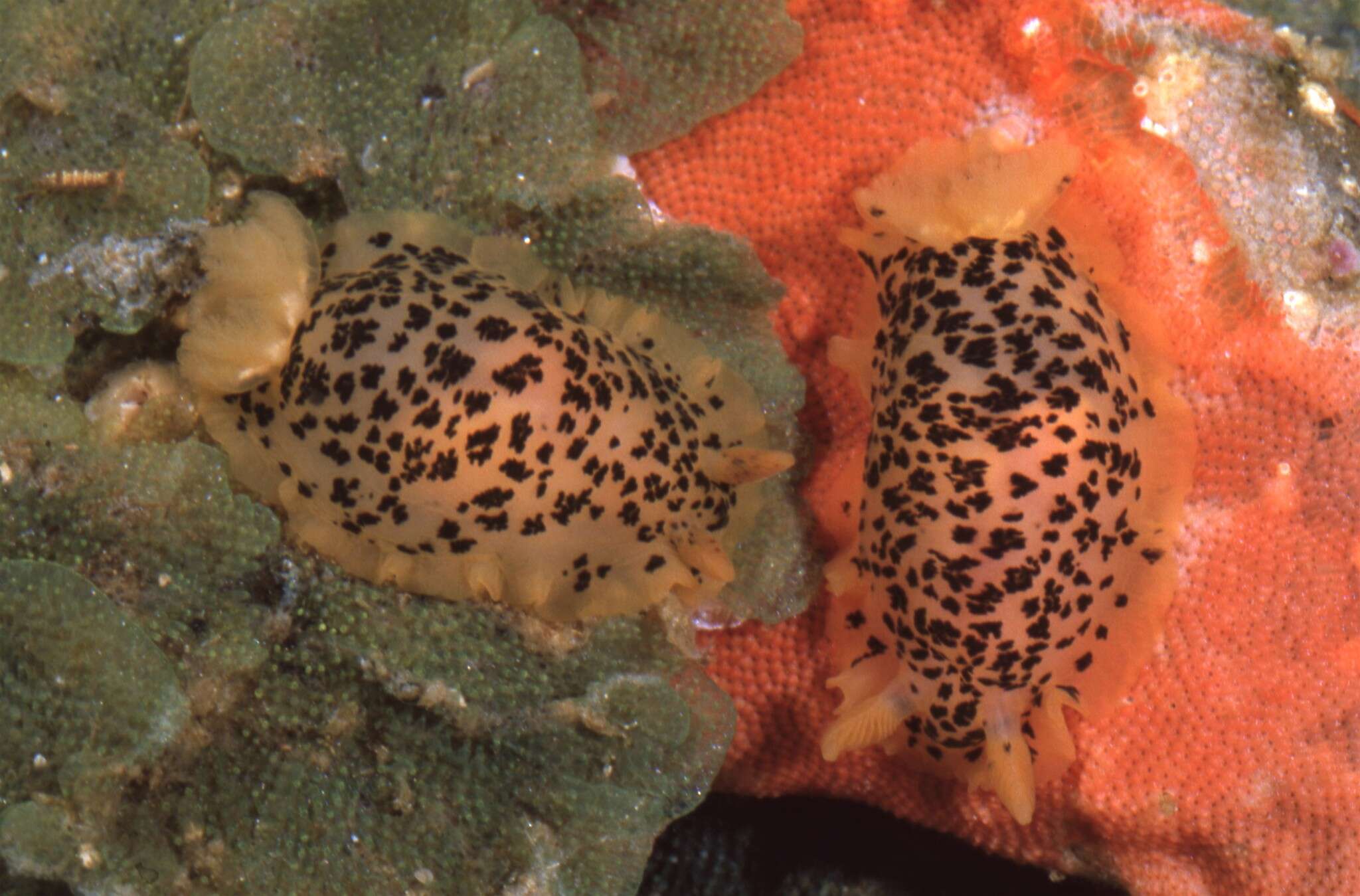 Image of Dendrodoris stohleri Millen & Bertsch 2005