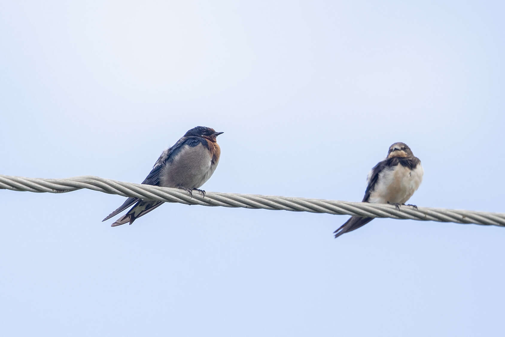 Image of Angola Swallow