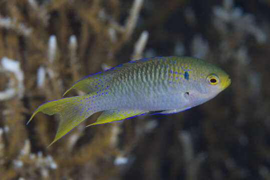 Image of Coral demoiselle