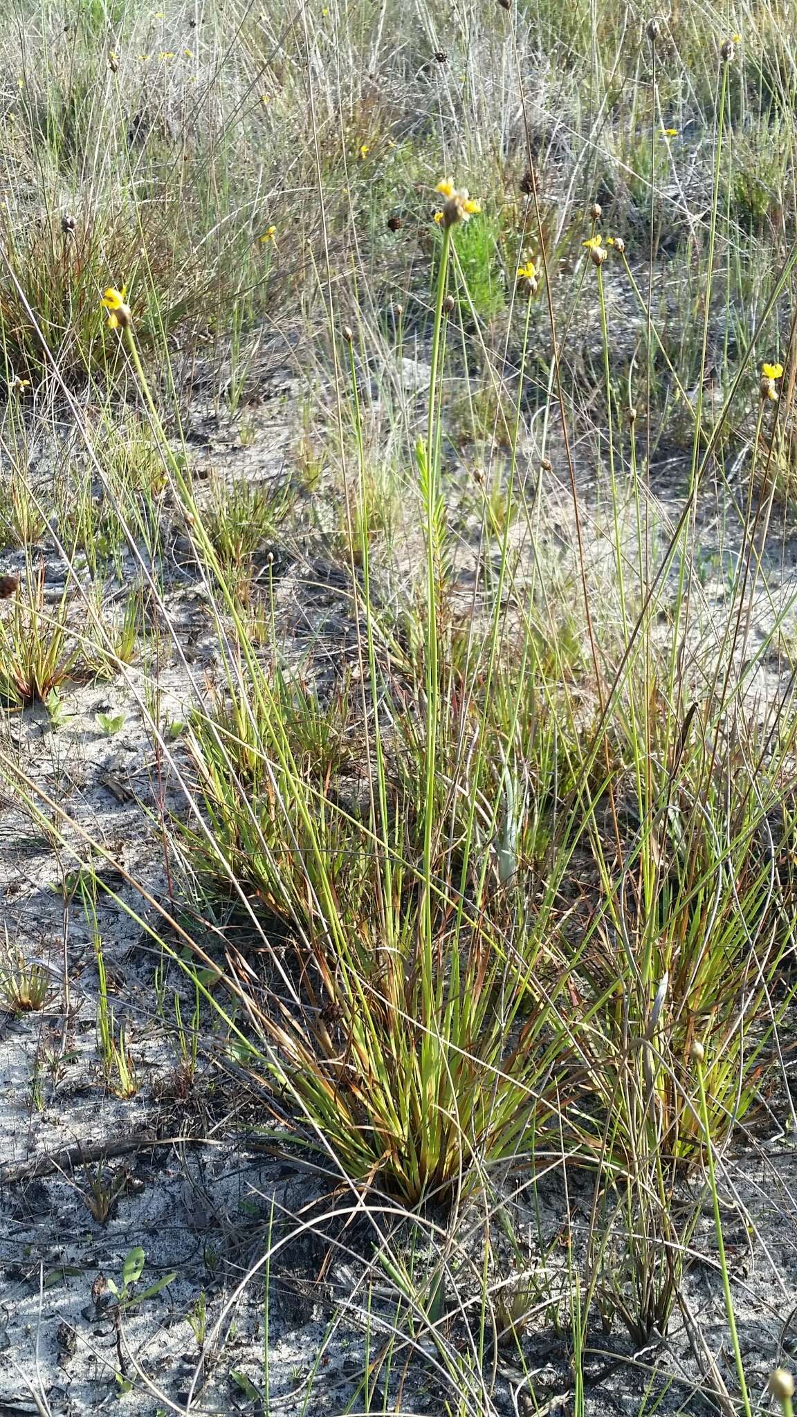 Image of Elliott's Yellow-Eyed-Grass