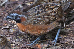 Image of Rufous-breasted Wood Quail