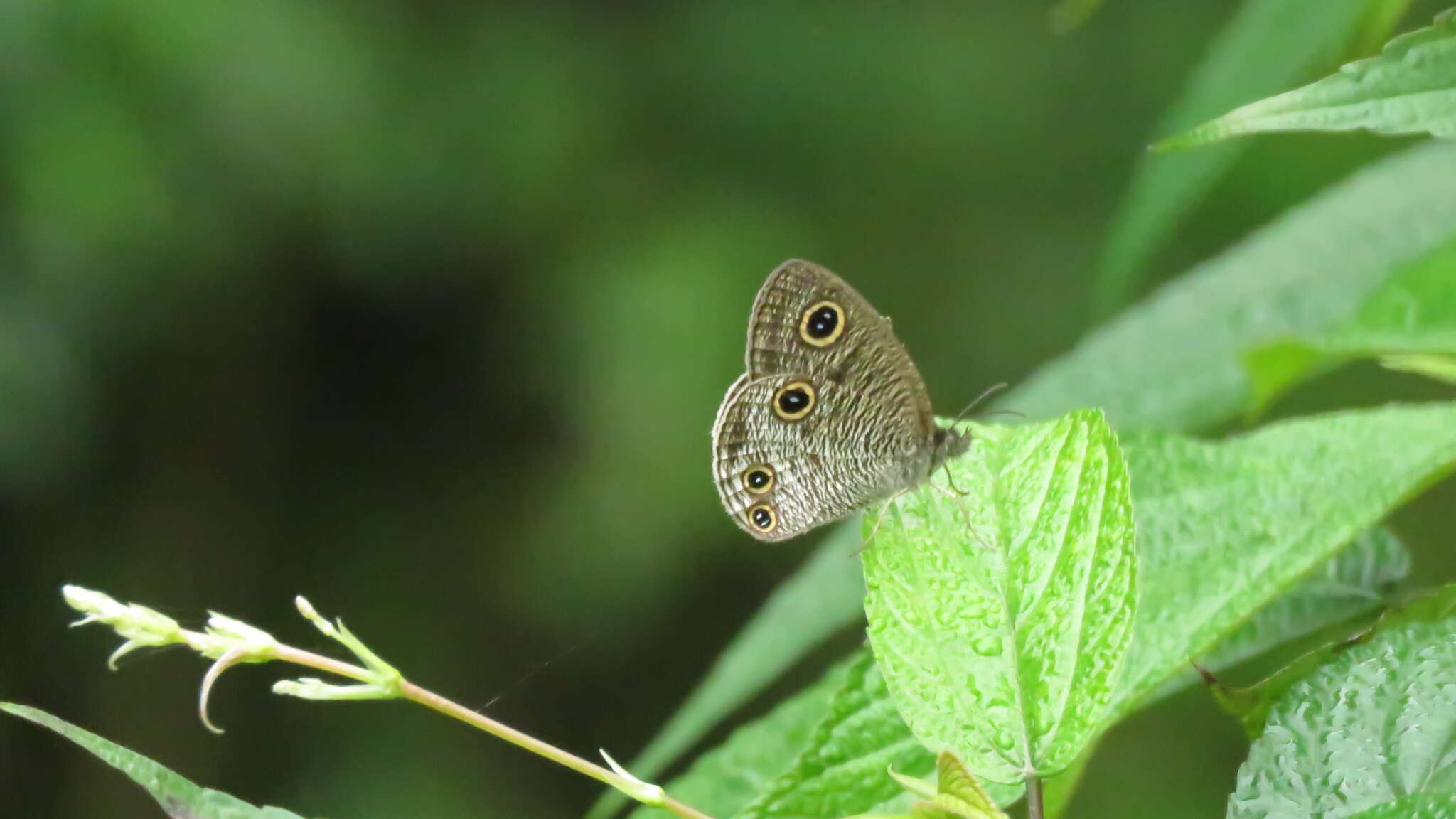 Imagem de Ypthima multistriata Butler 1883