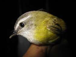 Image of Yellow-bellied Warbler