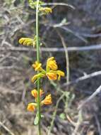 Image of Acmispon watsonii