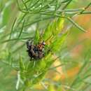 Image of Podabrus cavicollis