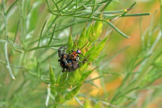 Слика од Podabrus cavicollis