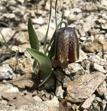 Image of Fritillaria kurdica Boiss. & Noë