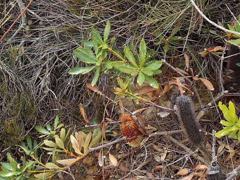 Image of Banksia paludosa R. Br.