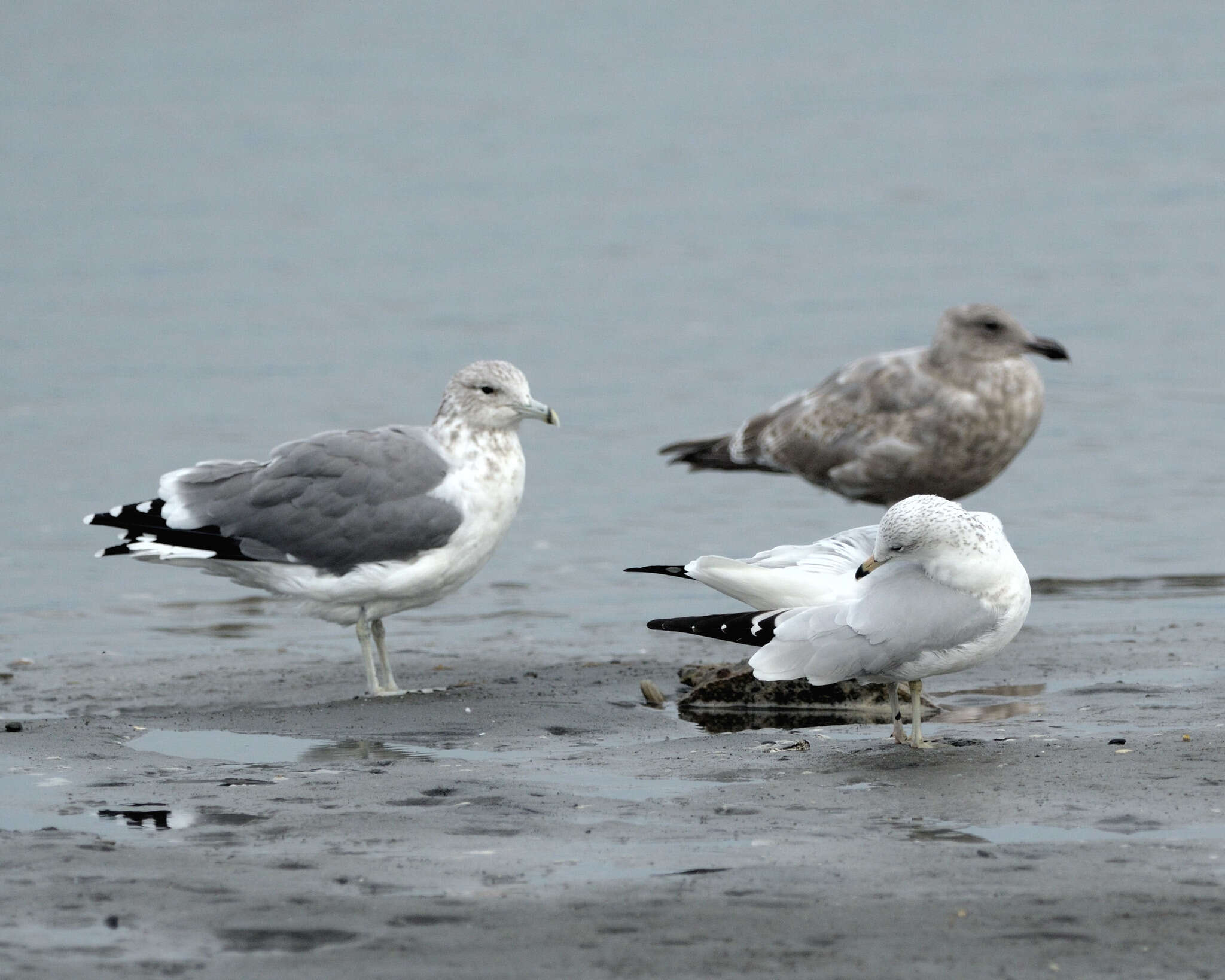 Larus californicus californicus Lawrence 1854 resmi