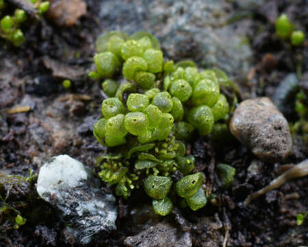 Image of Sphaerocarpos texanus Austin