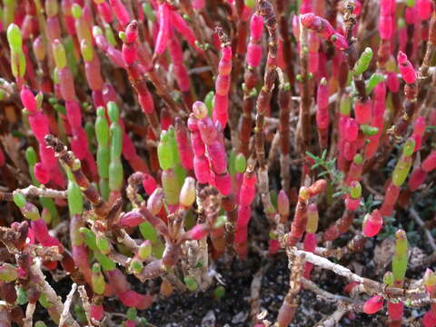 Sivun Salicornia quinqueflora Bunge ex Ung.-Sternb. kuva