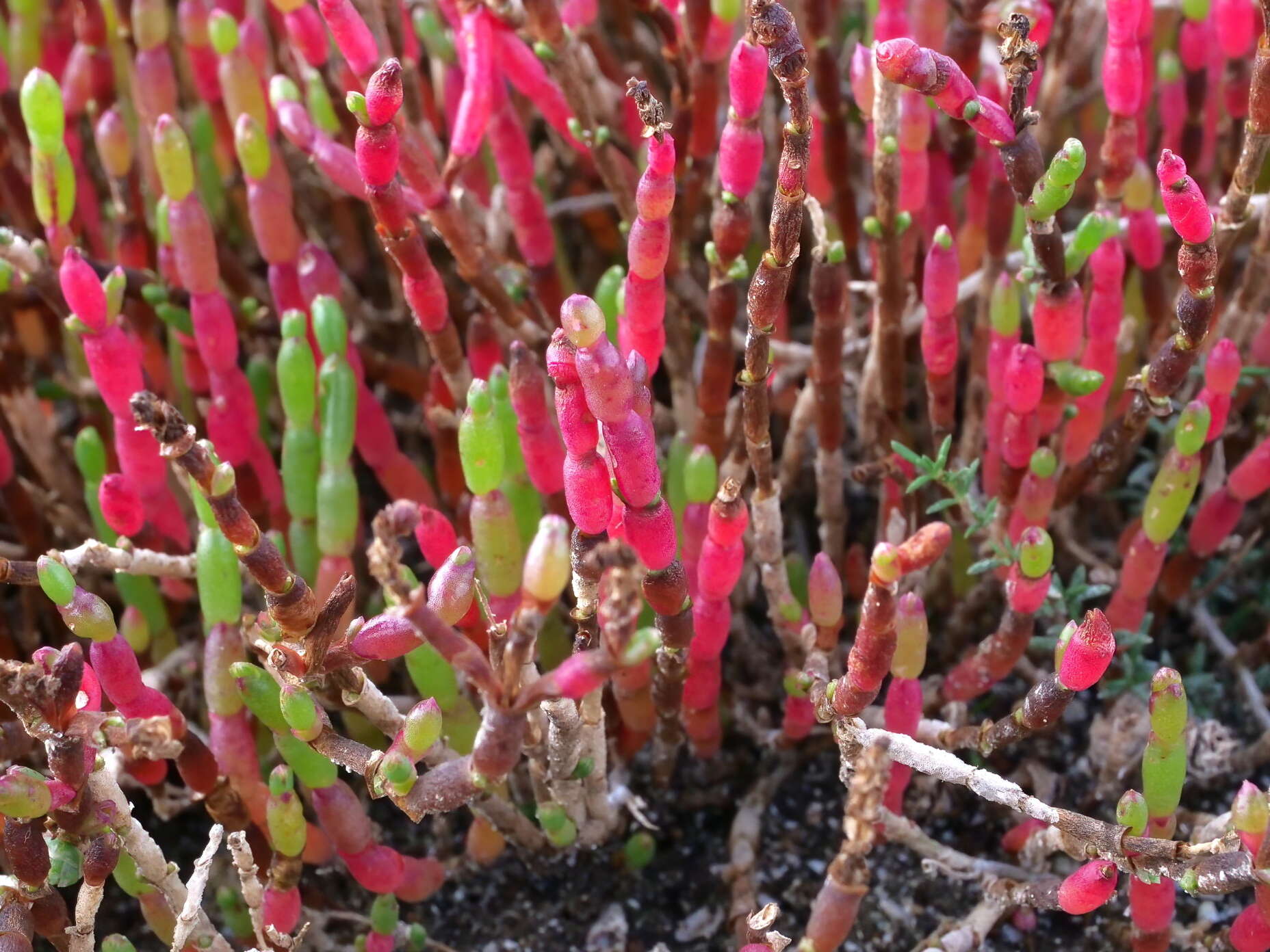 Image de Salicornia quinqueflora subsp. quinqueflora