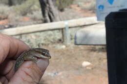 Image of Diplodactylus calcicolus Hutchinson, Doughty & Oliver 2009