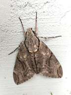 Image of Gray hawk moth