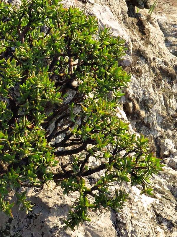 Image of Crassula sarcocaulis Eckl. & Zeyh.