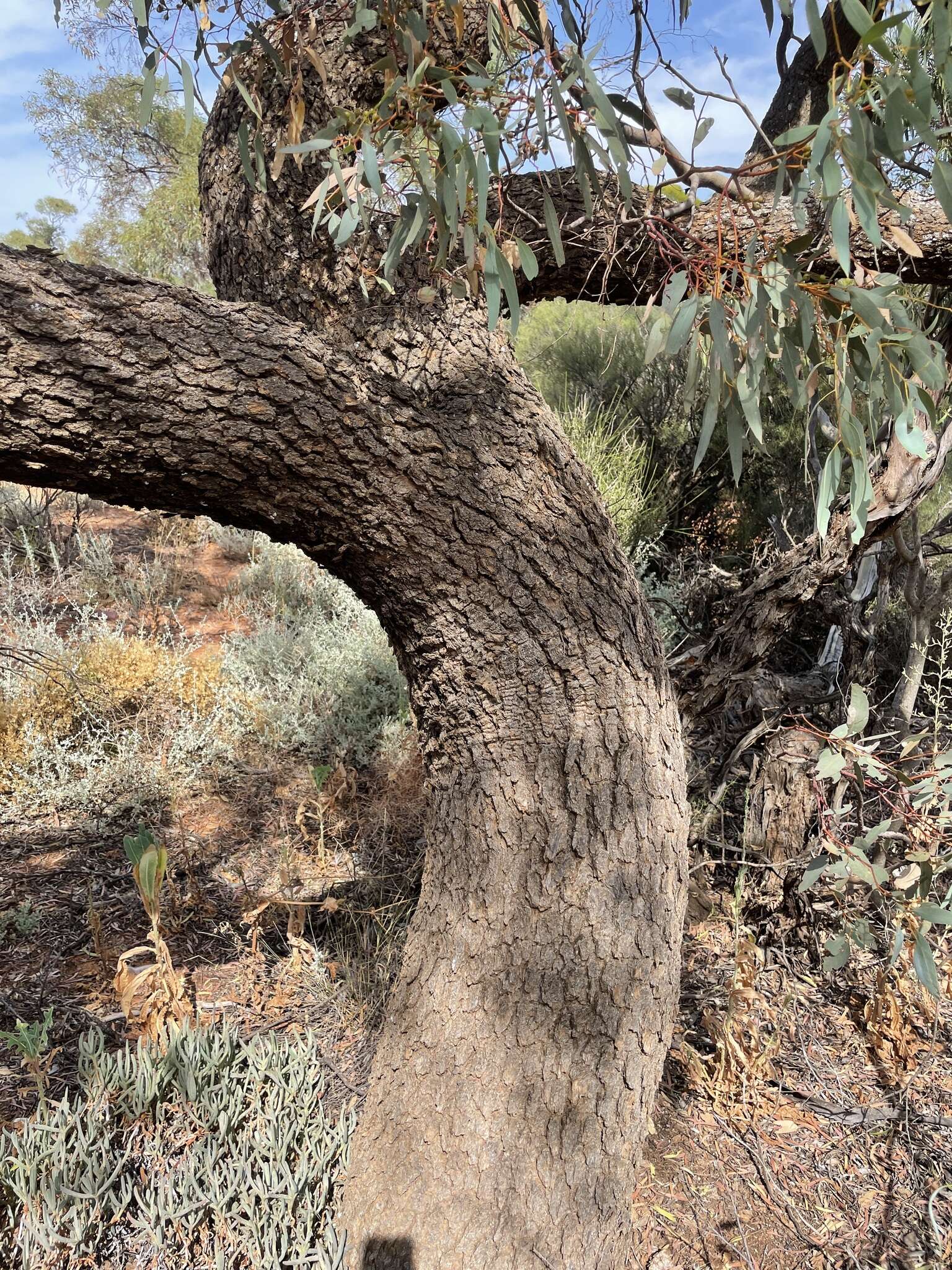 Image of Alectryon oleifolius subsp. canescens S. Reyn.