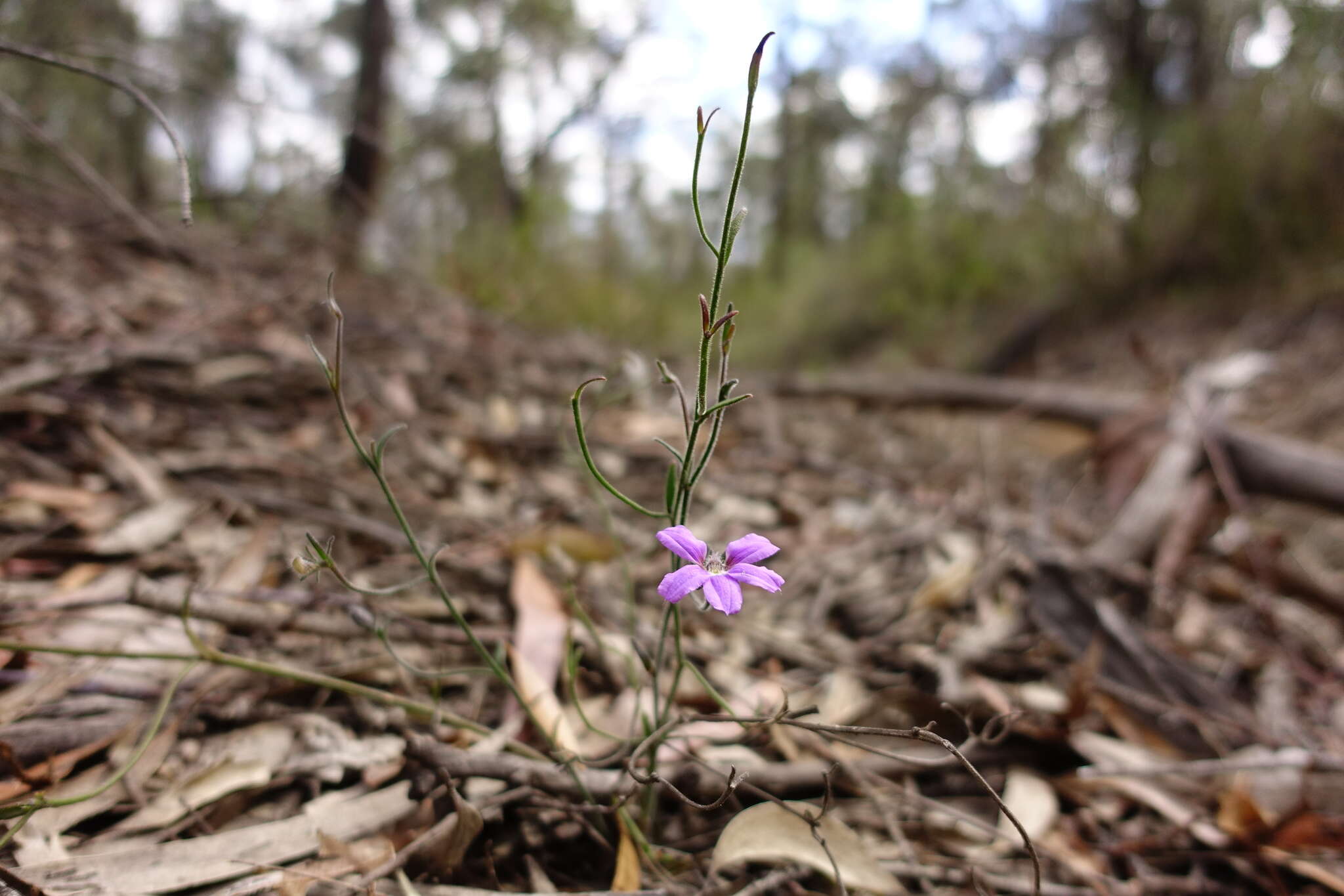 Слика од Scaevola ramosissima (Smith) K. Krause