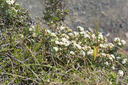 Image of Pimelea cryptica C. J. Burrows & Enright