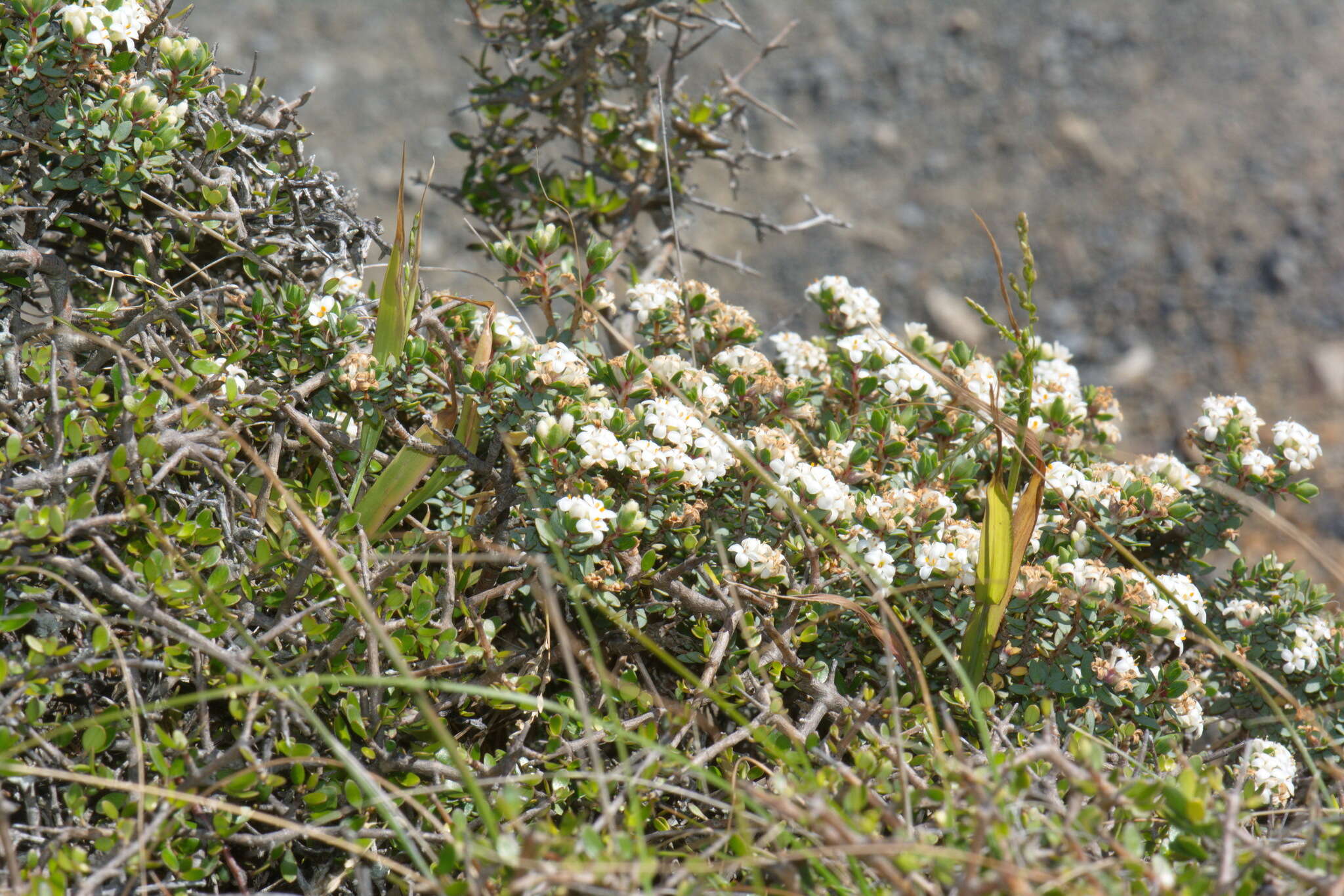 Image of Pimelea cryptica C. J. Burrows & Enright