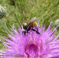 Слика од Bombus appositus Cresson 1879