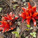 Image of Zingiber chrysanthum Roscoe