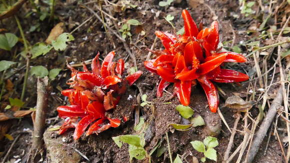 Image of Zingiber chrysanthum Roscoe