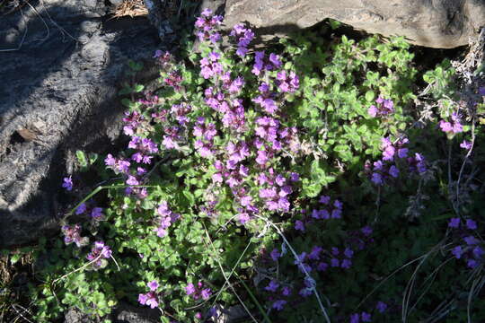 Image de Thymus indigirkensis Karav.