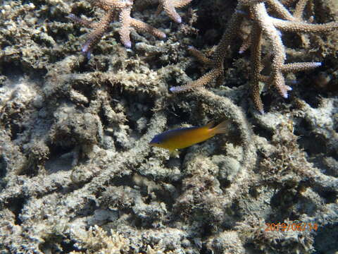 Image of Blueback damsel