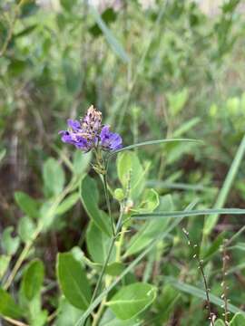 Image of Pineland Leather-Root