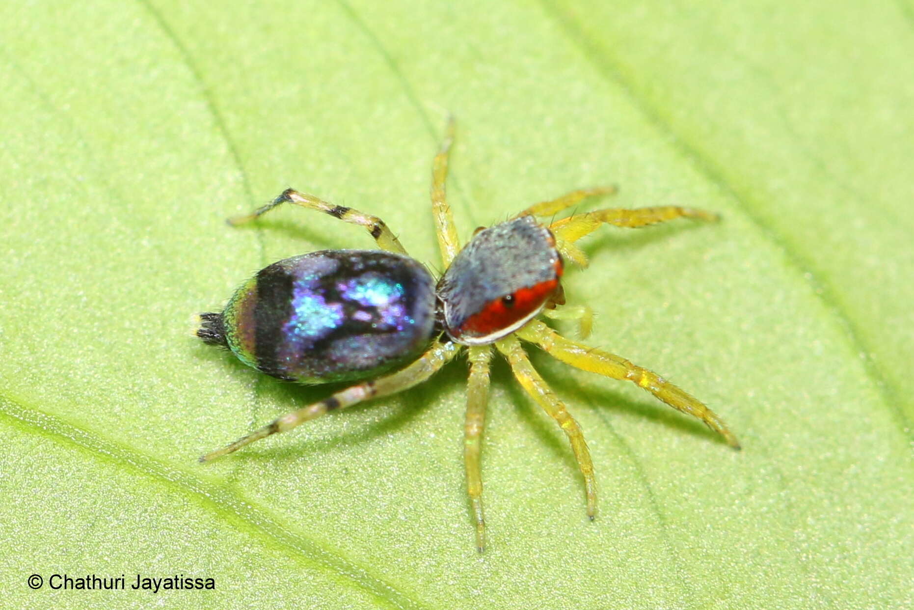 Image of Chrysilla volupe (Karsch 1879)