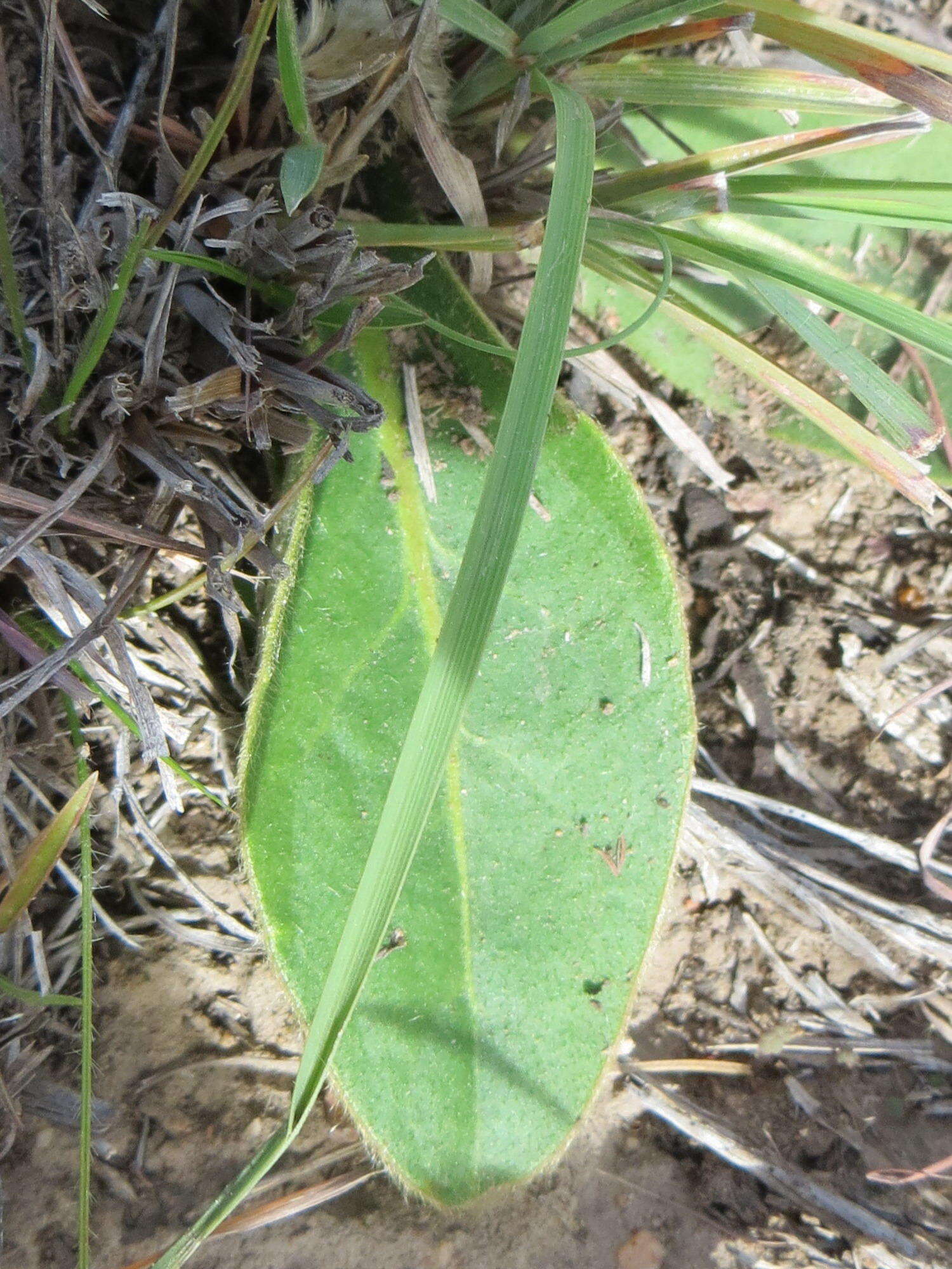 Piloselloides hirsuta (Forsk.) C. Jeffrey ex Cufod.的圖片