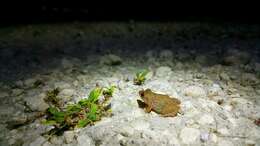 Image of Greenhouse Frog