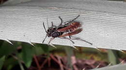 Image of Polistes cinerascens de Saussure 1854