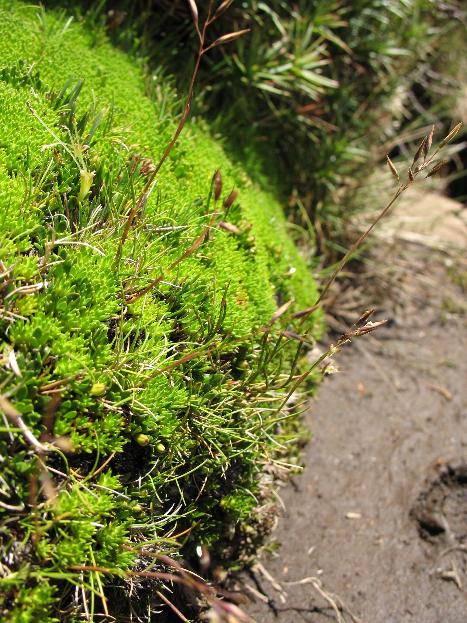 Image of Rytidosperma pauciflorum (R. Br.) Connor & Edgar