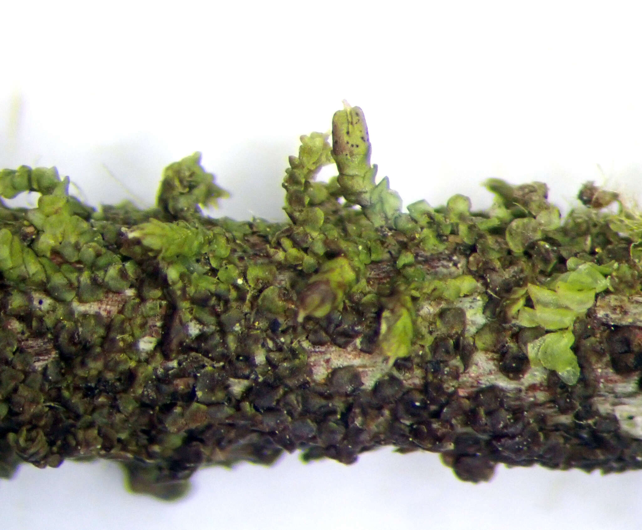 Image of Frullania incumbens Mitt.