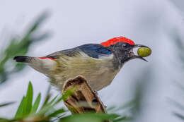 Image of Scarlet-backed Flowerpecker