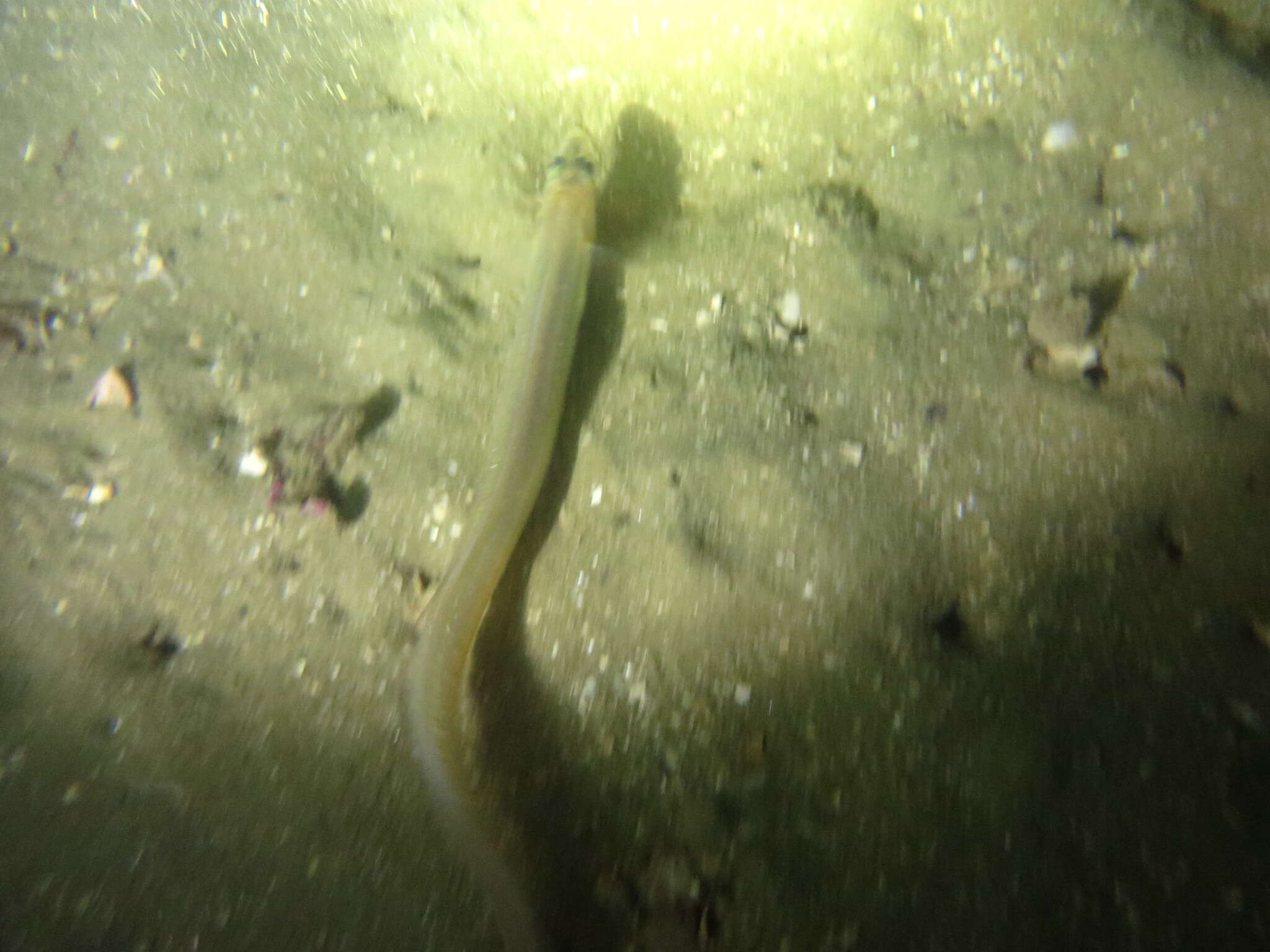 Image of Little conger eel