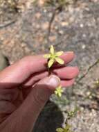 Image of New Mexico yellow flax