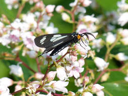 Image of Police Car Moth