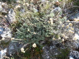 Imagem de Helichrysum italicum subsp. italicum