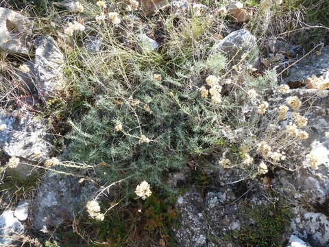 Image of Helichrysum italicum subsp. italicum