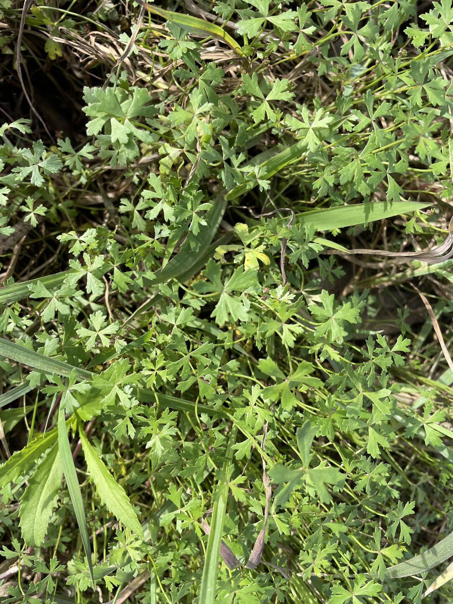 Image of Hydrocotyle paludosa A. R. Bean