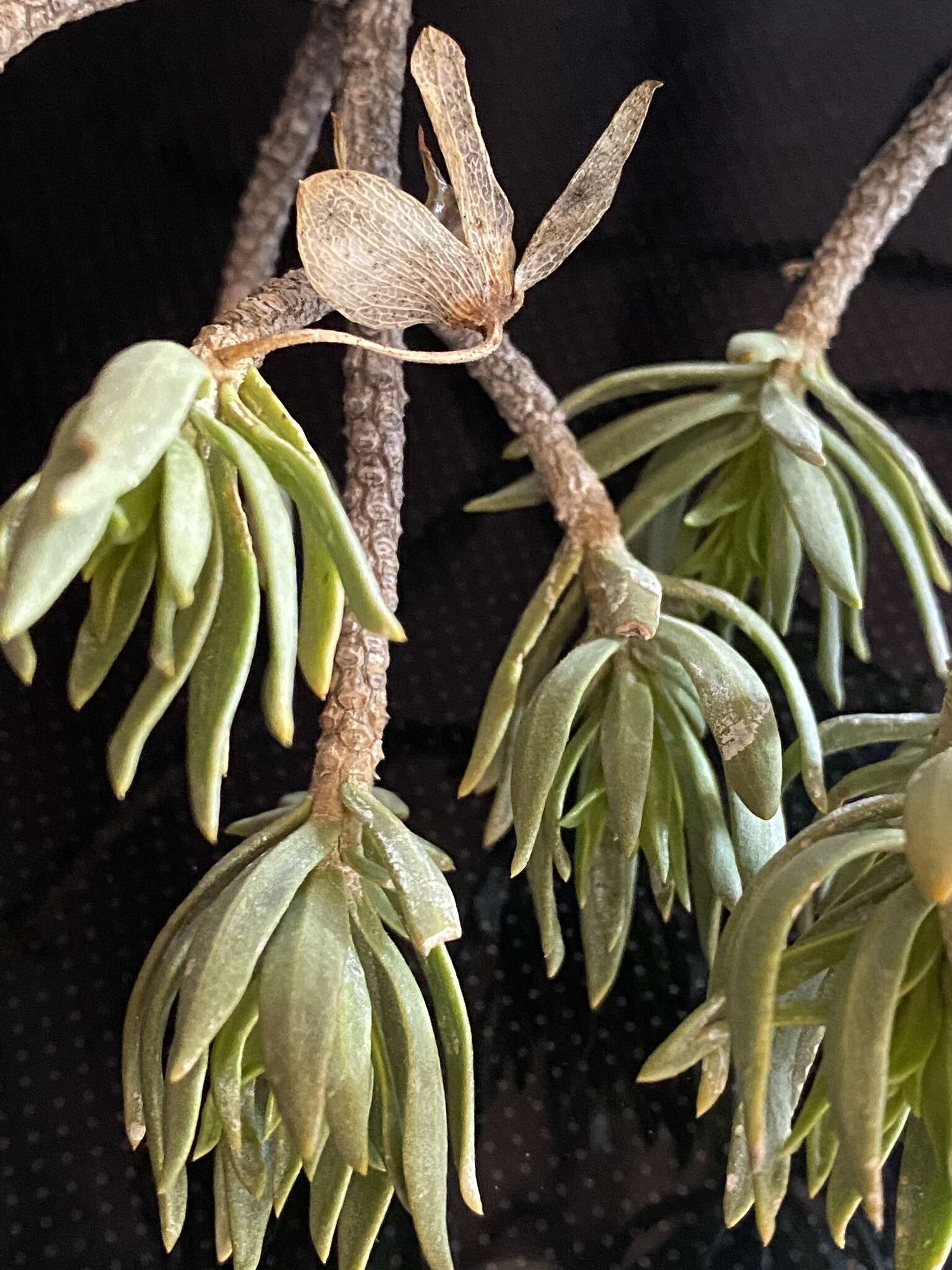 Image of Eremophila miniata C. A. Gardner