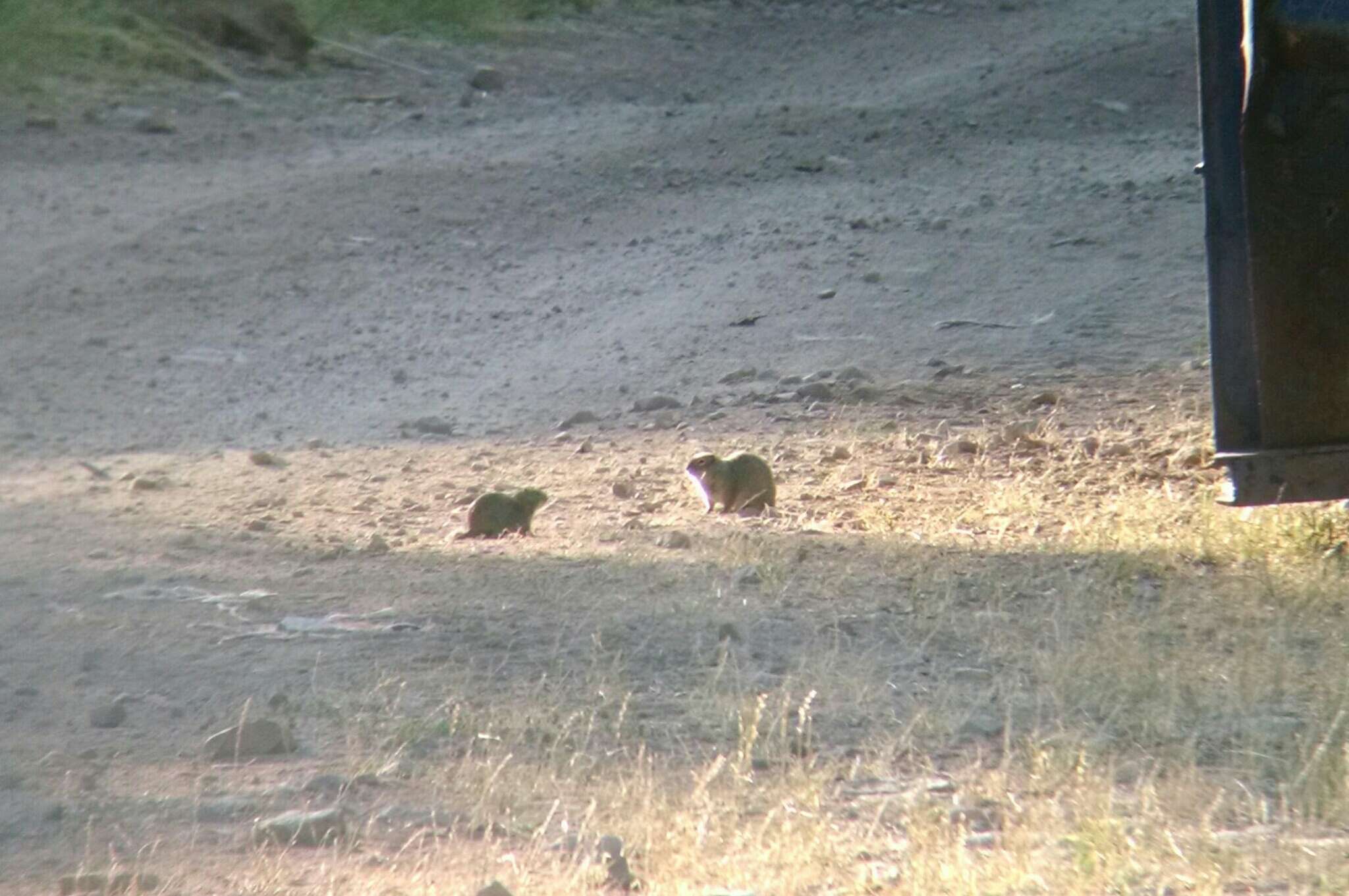 Image of Uinta ground squirrel