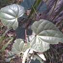 Image of Sarcopetalum harveyanum F. Müll.