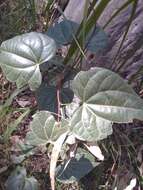 Image of Sarcopetalum harveyanum F. Müll.